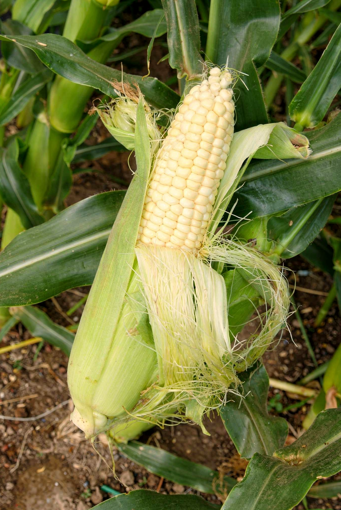 Sweet corn — hero (AI-generated reference image)